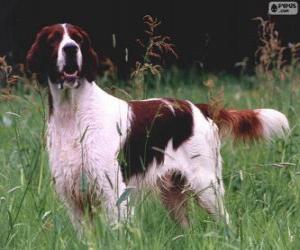 Puzle Setter irlandês ruivo e branco