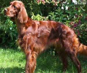 Puzle Setter irlandês