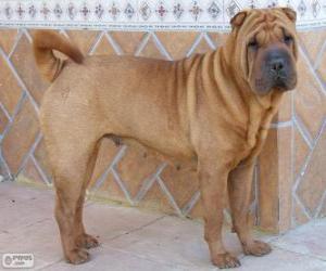 Puzle Shar Pei, raça chinesa