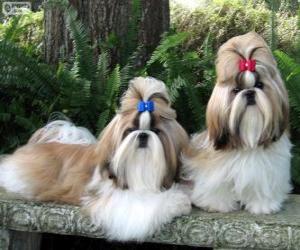 Puzle Shih Tzu