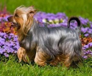 Puzle Silky terrier ou silky terrier australiano é uma raça de cão oriunda da Austrália