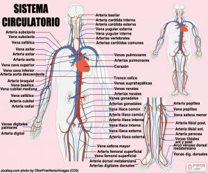 Puzle Sistema circulatório (espanhol)
