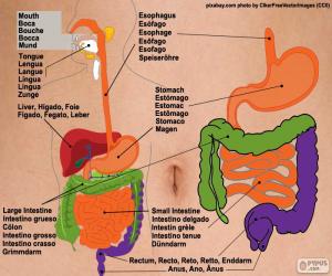 Puzle Sistema digestivo