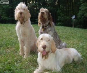 Puzle Spinone italiano