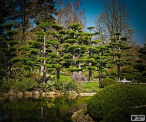 Puzle Sugi ou cedro japonês