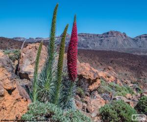 Puzle Tajinaste vermelho, Tenerife