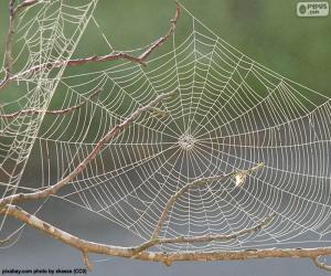 Puzle Teia de aranha