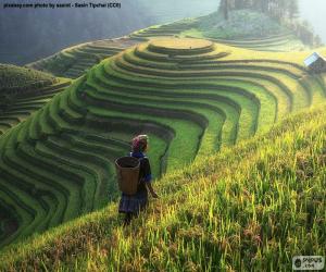 Puzle Terraços de arroz, Tailândia