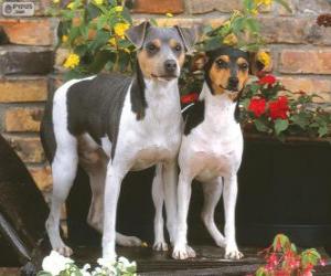 Puzle Terrier brasileiro