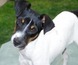 Puzle Terrier chileno, é a primeira chilena raça de cão