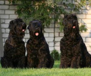Puzle Terrier preto da Rússia é uma raça canina oriunda da Rússia