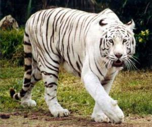Puzle Tigre branco