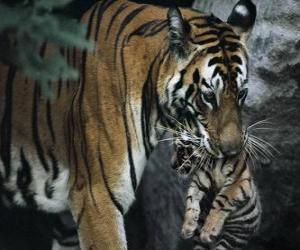 Puzle Tigre carregando seu bebê
