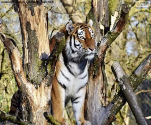 Puzle Tigre, controlando seu território