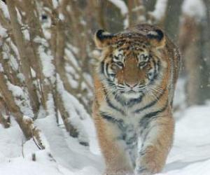 Puzle Tigre siberiano