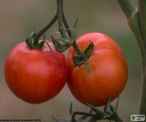 Puzle Tomates