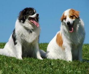 Puzle Tornjak é uma raça nativa da montanha cão pastor à Bósnia-Herzegovina e Croácia