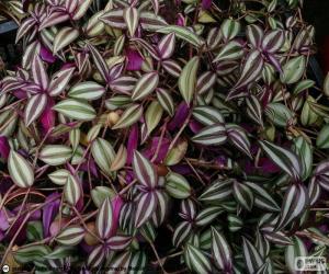 Puzle Tradescantia zebrina