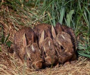 Puzle Três coelhinhos esperando por sua mãe