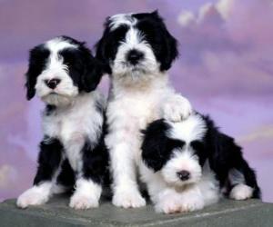 Puzle Três filhotes de cachorro bonitos