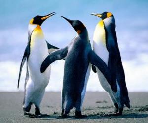 Puzle Três belos pinguins