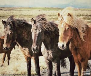 Puzle Três cavalos islandeses