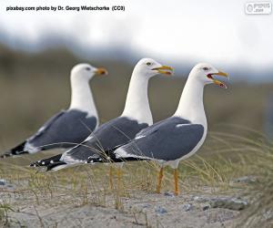 Puzle Três gaivotas