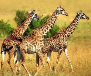 Puzle Três girafas