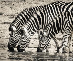 Puzle Três zebras bebendo