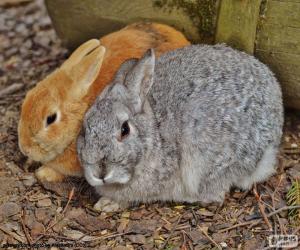 Puzle Um casal de coelhos