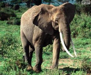 Puzle Um elefante com presas