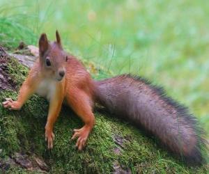 Puzle Um esquilo, animal roedor com uma cauda bela