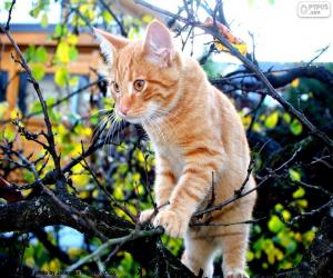 Puzle Um gatinho em uma árvore