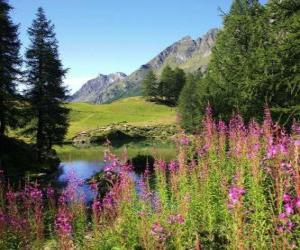 Puzle Um lago em primeiro plano e as flores de escritório de alta montanha