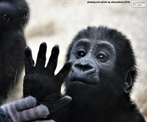 Puzle Um macaco curioso