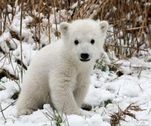 Puzle Um pequeno urso