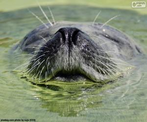 Puzle Uma foca na água