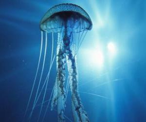 Puzle Uma medusa, mães d'água, alforrecas ou água-viva com os seus tentáculos