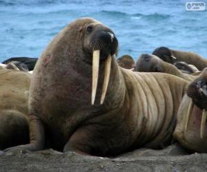 Puzle Uma morsa com suas longas presas, um grande mamífero semi-aquático do Ártico