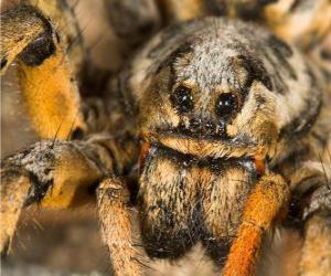 Puzle Uma tarântula ou caranguejeira, uma grande aranha, com pernas longas cheias de pelos