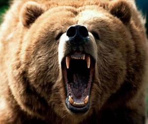 Puzle Urso com raiva