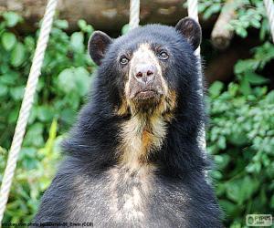 Puzle Urso-de-óculos