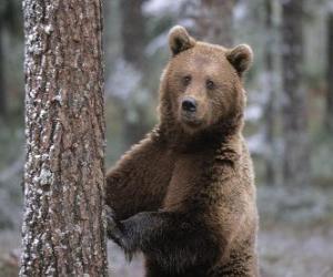 Puzle Urso marrom europeu em pé descansando em uma árvore