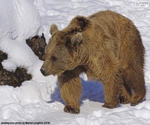 Puzle Urso marrom na neve