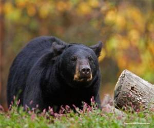 Puzle Urso na paisagem