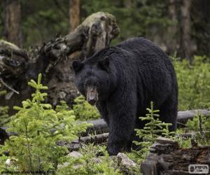 Puzle Urso-negro