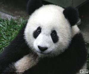 Puzle Urso panda