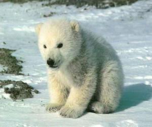 Puzle Urso polar novo