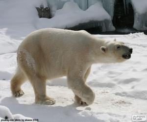 Puzle Urso polar