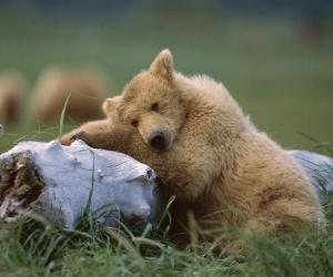 Puzle Urso repousando sobre um tronco